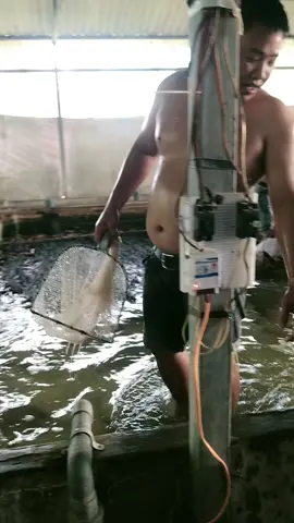 thu mua lươn số lượng lớn nha ae