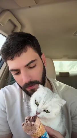 #الأحساء_الهفوف #cat #قطط 