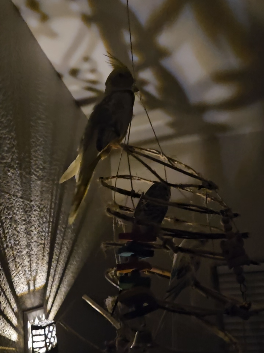 seriously freaking cute!!! #parakeetsoftiktok #princethecockatiel #cockatielsoftiktok 