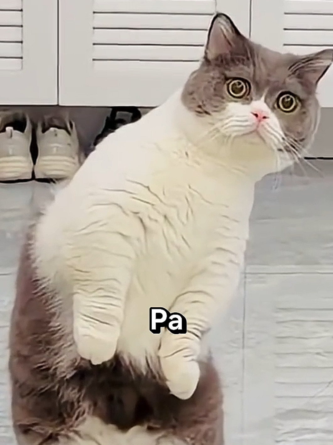 Pah mama jadi setan #kucing #cosplay #catsoftiktok #fyp #fyppppppppppppppppppppppp 
