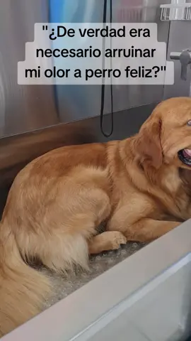 ¡Hoy tocó baño! @Lavadog.hmo  #goldenretrieverlife #dog #dogsoftiktok #mexico  #party 