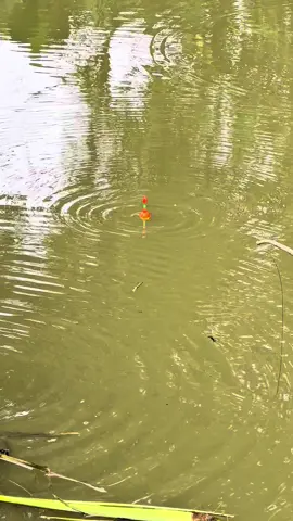 Cá Khủng cắn câu nhưng mà nó lạ lắm 🤣 #cauca #fishing #khacthuyvlogg 