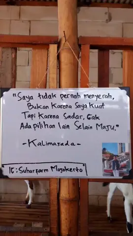 Maju tak gentar🫡 #jowostory #katakata #motivasi #storyjowo #jowopride #jowopride🔥 #capcut #tiktok #beranda #quotes #kalimasada #academycrypto #peternakmudaindonesia #peternakkambing #suharfarmmojokerto #mojokerto24jam #sobatngaret #buka24jam #fyp 
