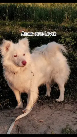 #AzhaRــPetsـLover 