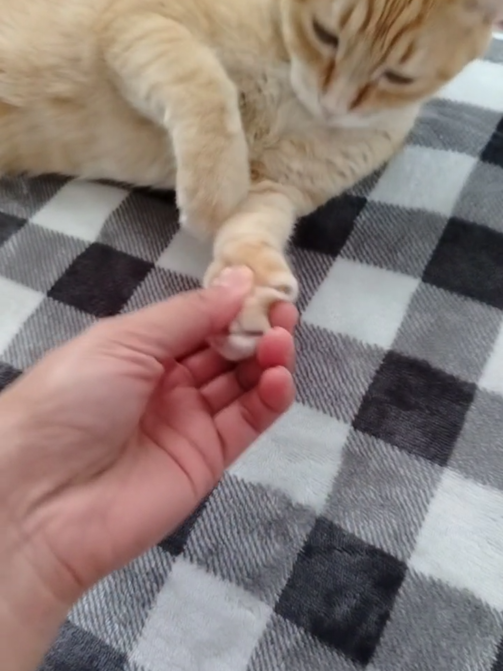 #gatonaranja #gato #gatos #xybca #fyp 