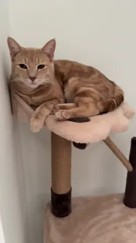 Who couldn’t love him #cat #catlover 