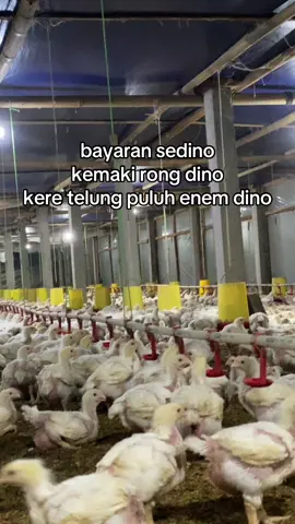 abk kandang pasti paham😆#peternakmuda #closhouse #kuliboy🤙😜🚀 #broilerchicken 
