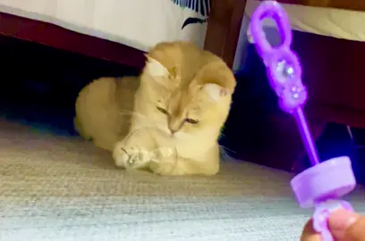 他好温柔#cat 