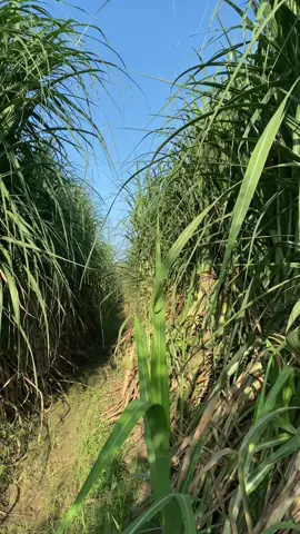 #sugarncane #farming #fyp #intercropping #vairal 