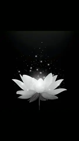 Rồi cũng tới ngày mình đăng hình hoa sen trắng..😢😢😢😢