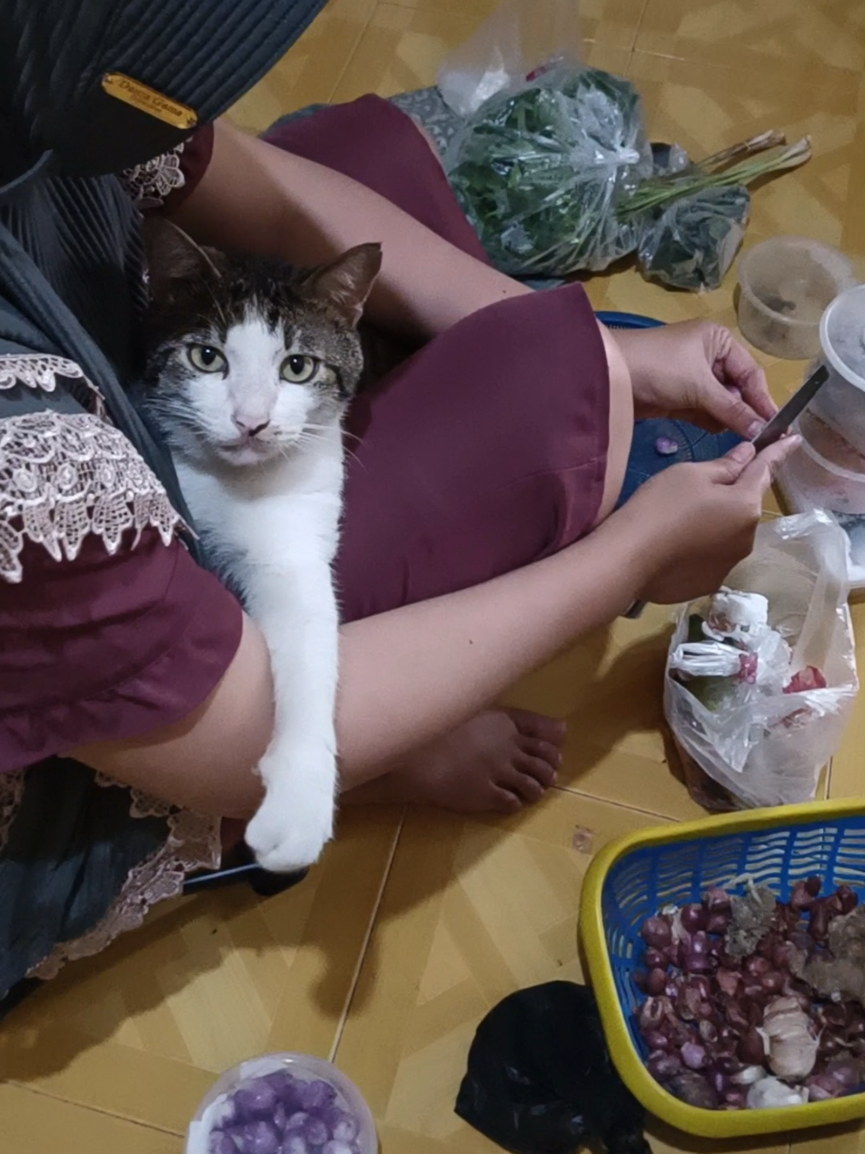 suka deh mami kalo manja gini 😘😍 #catlovers 