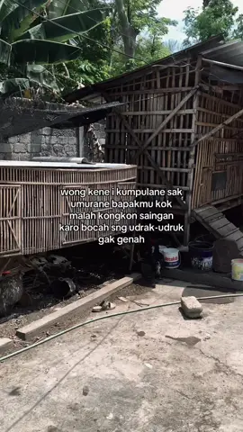 #fyp #peternakmuda #pakhoyindonesia 