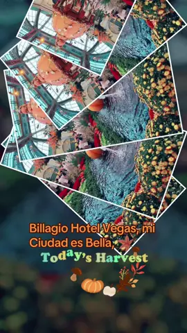 #billagiohotellasvegas #paratiiiiiiiiiiiiiiiiiiiiiiiiiiiiiii #viraltiktok #tiktokviral #ami🕊️🌹 