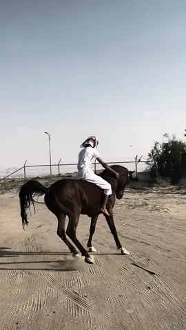 #ماشاءالله_تبارك_الله🧿✈️ #خيل_وخياله🐎 #نجران #تصلال♥️🎠 #حصان #الهشتاقات_للاكسبلور 
