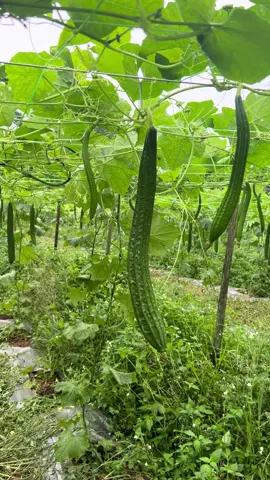 #abangyong #sayur #johor #ketola  #malaysia  🌧️🌧️🌧️🌧️🥲🥲🥲🥲