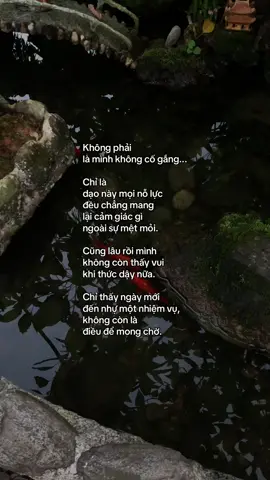 …#tamtrang #story 