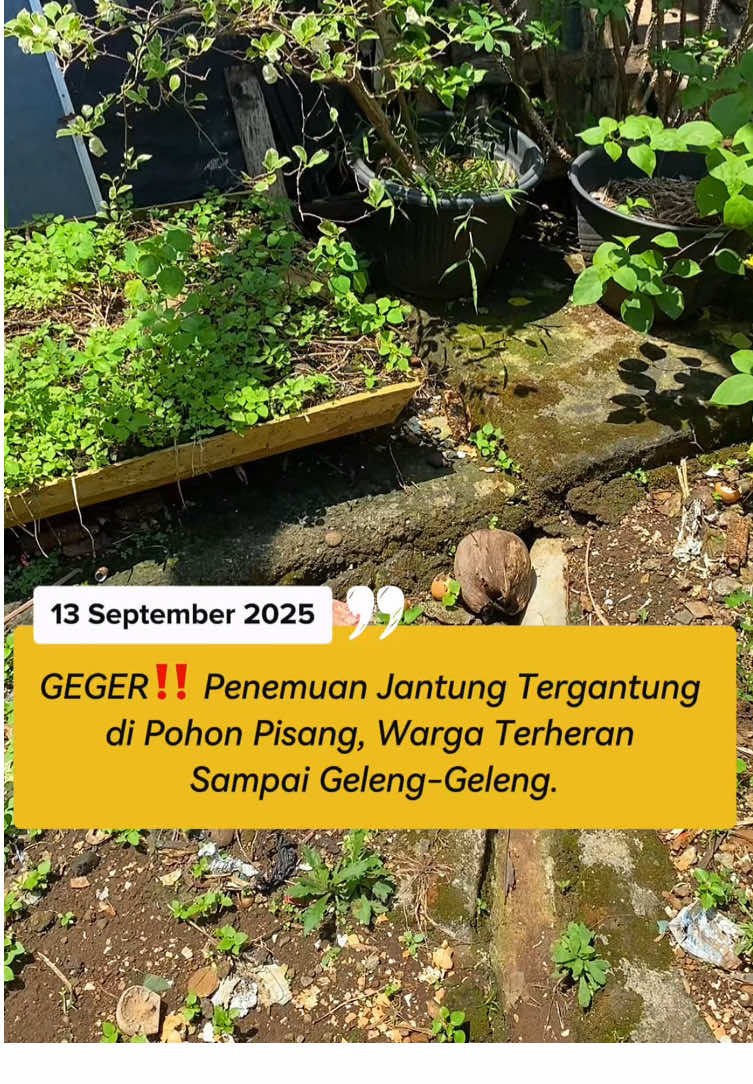 GEGER‼️ Penemuan Jantung Tergantung  di Pohon Pisang, Warga Terheran  Sampai Geleng-Geleng. Kejadian terjadi pada Siang hari, Sabtu 13 September 2025 di Bandung, Jawa Barat.  #berita #beritaviral #beritaterkini #beritatiktok #fyp