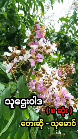 Replying to @yan.shin148🥰 သူဌေးဝါဒ ( စ ဆုံး) တေးဆို - သုမောင် တင်ပေးလိုက်ပါပြီဗျ 🥰🥰🥰 #သူဌေးဝါဒ #သုမောင် #ThinKharYa 
