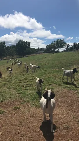 Why yes, I did give the goats lettuce 😂#goats#fun#kauai#farmanimals 
