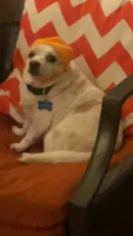 HallowWeen loves her pumpkin hat #ween #thebeanieween #viral #weinernation #LanguageLearning 