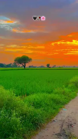 #🍂میرا-سونا_ پنڈ_لنگے-ضلع -سیالکوٹ🌅🌾❤️🍃#shabanhaider1000✅🌱 #foryoupage #unfrezzmyaccount 