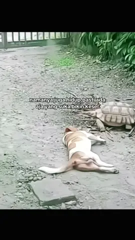 #fypシ゚virall #anjing #meme #kurakura #pastikanfyp #wkwkwkwk😂 #fy #xybca #ngakakkocak #tiktokviral #storytime #funny #funnyvideos #fyppp 