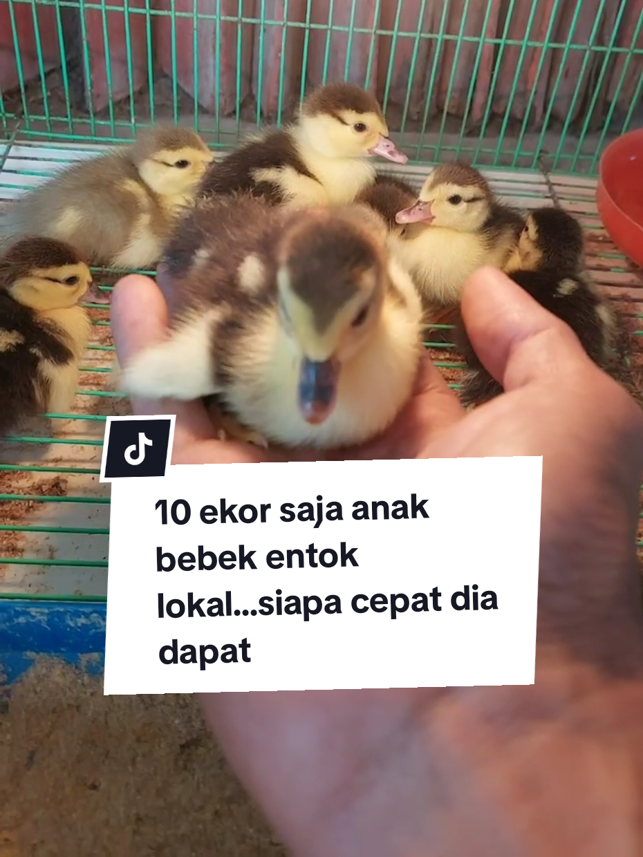 Anak Bebek Entok Lokal Hanya ada 10 Ekor...Langsung aja ya #3rternakkruengmane #entok #duck #peternakbebek #farm 