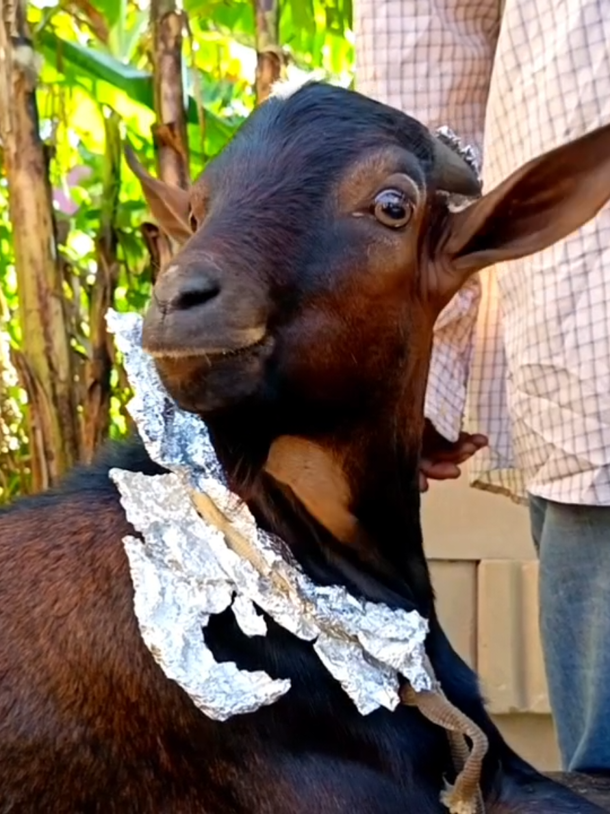 LEONADA NAKUITA MARA MBILI LEONADA,  NAJUA FIKRA ULITUMWA NA NYUMA MWIKO SASA NA MIMI NINA ULIZA HIVI MBUZI WENU MLIOMUWEKA AFUNGE KITCHEN PART YENU NDO HUYU ATATUPIGA ZA KICHWA AU KUNA MBUZI NYINGINE TUTEGEMEE..? MAANA NIKISEMA NIPIGE MIMI ZA KICHWA ATANIAMBIA 