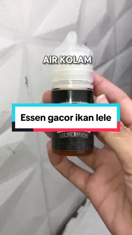 Gausah bingung lagi kalau mau mancing ikan lele harian dan galatamaan nih pakai essen dari minotaur mancing aroma blenok jeruk. Langsung klik keranjang kuning bawah #essen #essenikan #mancingikan #viralvideo #fyppppppppppppppppppppppp #essenikanlele  