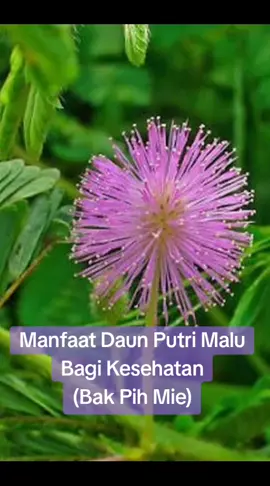 Putri malu bermanfaat untuk meredakan nyeri dan peradangan, mempercepat penyembuhan luka, mengatasi masalah pencernaan, menenangkan saraf untuk mengatasi stres dan insomnia, meningkatkan daya tahan tubuh, serta membantu mengontrol kadar gula darah dan kolesterol. Tanaman ini mengandung senyawa aktif seperti tanin, saponin, flavonoid, alkaloid, dan mimosin yang berkontribusi pada khasiatnya.  Manfaat Putri Malu untuk Kesehatan Meredakan Nyeri dan Peradangan: Senyawa aktif dalam putri malu memiliki efek analgesik (meredakan nyeri) dan anti-inflamasi (mengurangi peradangan), sehingga dapat membantu mengatasi nyeri sendi dan kondisi peradangan lainnya.  Mempercepat Penyembuhan Luka: Sifat antioksidan dan anti-inflamasinya membantu mempercepat proses penyembuhan luka, seperti luka ringan.  Mengatasi Masalah Pencernaan: Kandungan tanin dan saponin membantu melancarkan pencernaan, mengikat air, dan feses, sehingga efektif untuk mengatasi diare dan sembelit.  Menenangkan Saraf: Putri malu mengandung senyawa yang memiliki efek menenangkan pada sistem saraf, membantu meredakan stres, kecemasan, dan gangguan tidur (insomnia).  Meningkatkan Daya Tahan Tubuh: Sifat antioksidan, antiradang, dan antibakteri dalam putri malu, termasuk vitamin C, membantu meningkatkan jumlah sel darah putih dan melindungi tubuh dari infeksi.  Membantu Mengatasi Diabetes: Penelitian menunjukkan bahwa ekstrak putri malu dapat membantu mengatur dan menurunkan kadar gula darah, berpotensi bermanfaat bagi penderita diabetes.  Menurunkan Kolesterol: Tanaman ini dapat membantu menurunkan kadar kolesterol jahat (LDL) dan meningkatkan kolesterol baik (HDL).  Meredakan Asam Urat: Senyawa mimosin dalam putri malu dapat menghambat enzim xantin oksidase, yang merupakan penyebab penumpukan asam urat.  Menjaga Kesehatan Kulit: Sifat antioksidan, antibakteri, dan antiradang pada putri malu bermanfaat untuk meningkatkan kesehatan kulit, mencegah jerawat, serta dapat membantu mencerahkan dan melembapkan kulit.  Peringatan Meskipun putri malu memiliki banyak manfaat, penting untuk menggunakannya dengan bijak dan tidak berlebihan. Konsultasikan dengan profesional kesehatan sebelum menggunakannya sebagai pengobatan.  #faktasejarah  #kearifanlokal  #putrimalu 