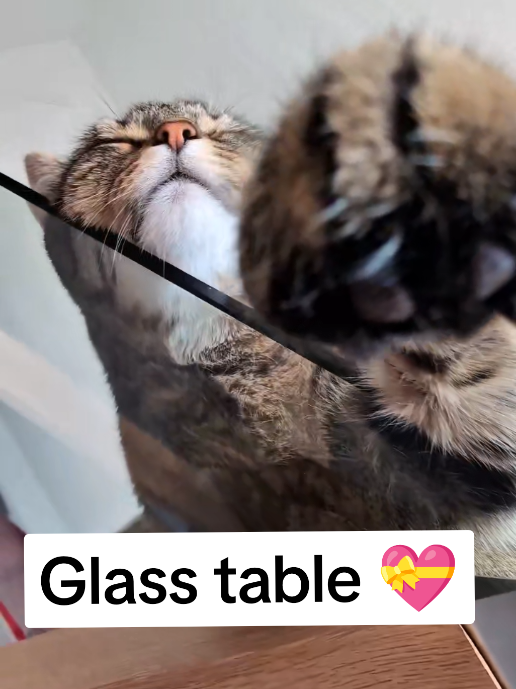 Glass table furrever 😻💝😻 #cat #cats #asmr #fyp 