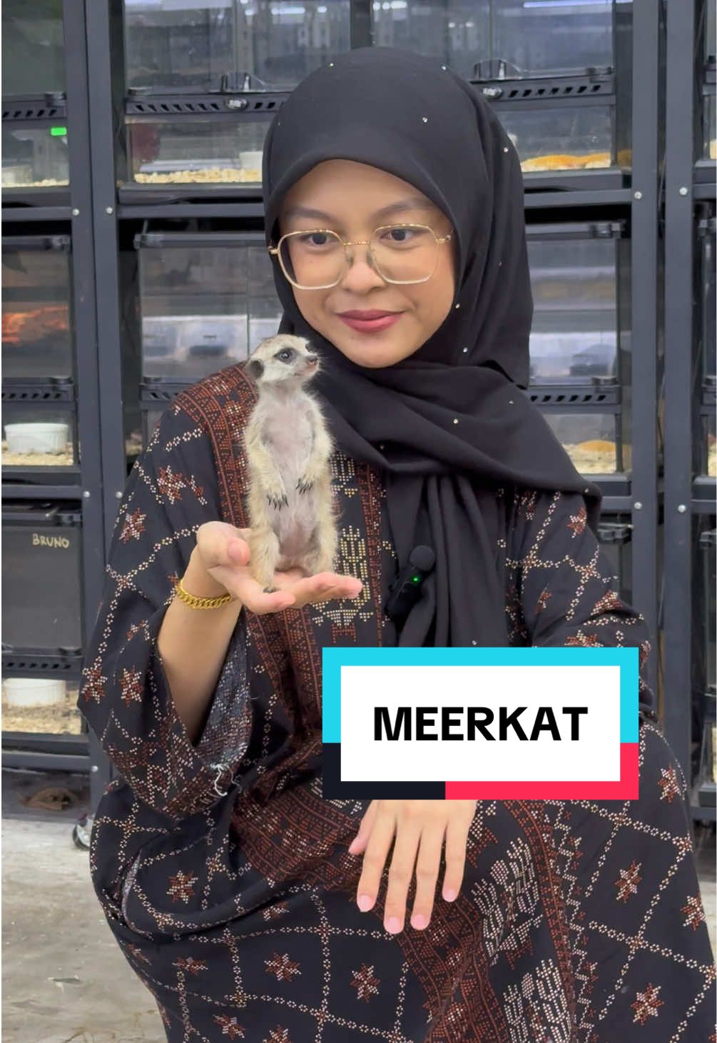 Timon dari The Lion King 👑 Pernah nampak meerkat berdiri? . #exoticpets #fyp #meerkat #exoticanimals 