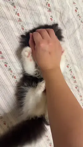 #catlover #justiceforzara #positivevibes #eternitytiktokbuddies 