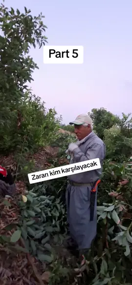 Avakado budaması