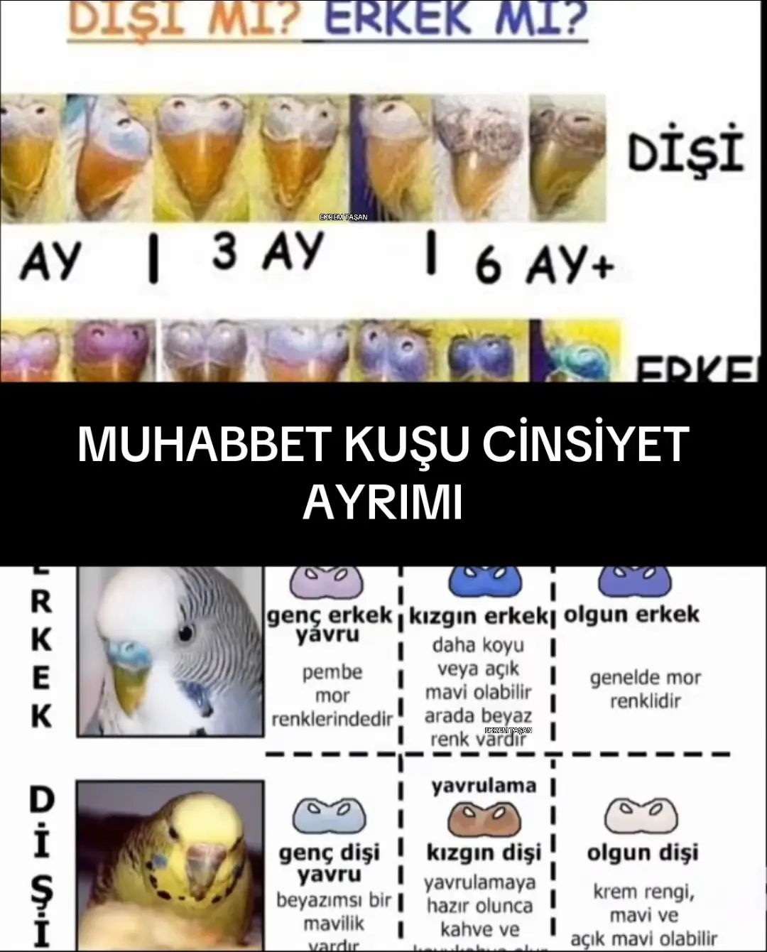 #keşfetteyizzz #fyp #cuteanimals #muhabbetkuşu #animals 