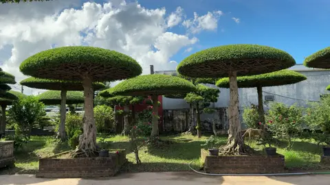 Ô lọng