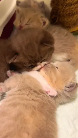 so sweet😍😍#cats #cute #catsoftiktok #lucu 