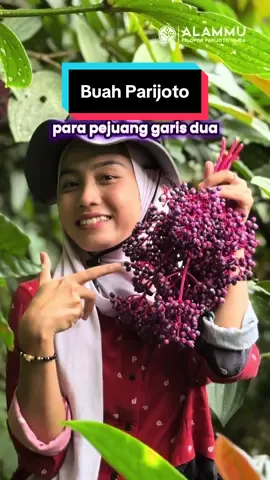 #pejuanggarisdua yuk ikhtiar buah warisan leluhur #parijoto #promilbumil #alammu #muria