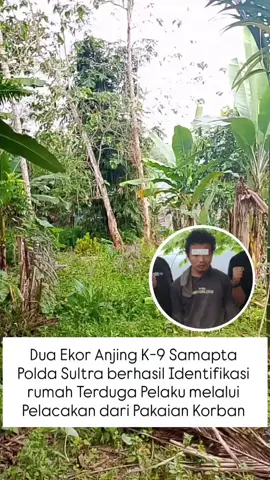 Polres Konsel melakukan koordinasi dan kerjasama dengan DirSamapta Polda Sultra untuk mengungkap kasus P3mbunuhan Sadis di Kab. Konawe Selatan yang m*newaskan seorang an4k perempuan (4) Nisa. . Dua Ekor anjing K-9 Polda Sultra diturunkan dalam membantu proses pengungkapan kasus, saat di berikan pakaian dari korban, Dua anjing pelacak ini langsung melakukan pencarian berdasarkan Bau dari Pakaian Korban hingga menuju ke salah satu rumah warga. . Dua ekor anjing ini pun memasuki rumah tersebut dan mengendus dari wilayah teras, kamar dan dapur yang memberi isyarat bahwa korban pernah berada disini sebelumnya, tak hanya itu celana, sendal dan celana dalam korban juga ditemukan di TKP. . Dari proses itu, pihak kepolisian mulai mencurigai dan menelusuri warga yang tinggal dirumah tersebut, setelah dilakukan pengembangan lalu diamankan lah AF sebagai terduga Pelaku. . Saat ini pelaku telah diamankan di Polres Konsel guna penyelidikan dan penyidikan lebih lanjut, Kapolres Konsel mengungkapkan ada indikasi “Pel3cehan seksual” dari terduga pelaku. . “Untuk motif awal yang kita temukan adalah pel3cehan seksual berdasarkan proses dan barang bukti yang ada” ujar Kapolres Konsel. . . #sultra #konsel #kendariiupdate #KU #viral
