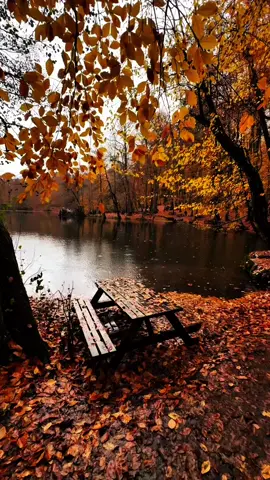Yenə payızın ətri duyulur havada 🍂
