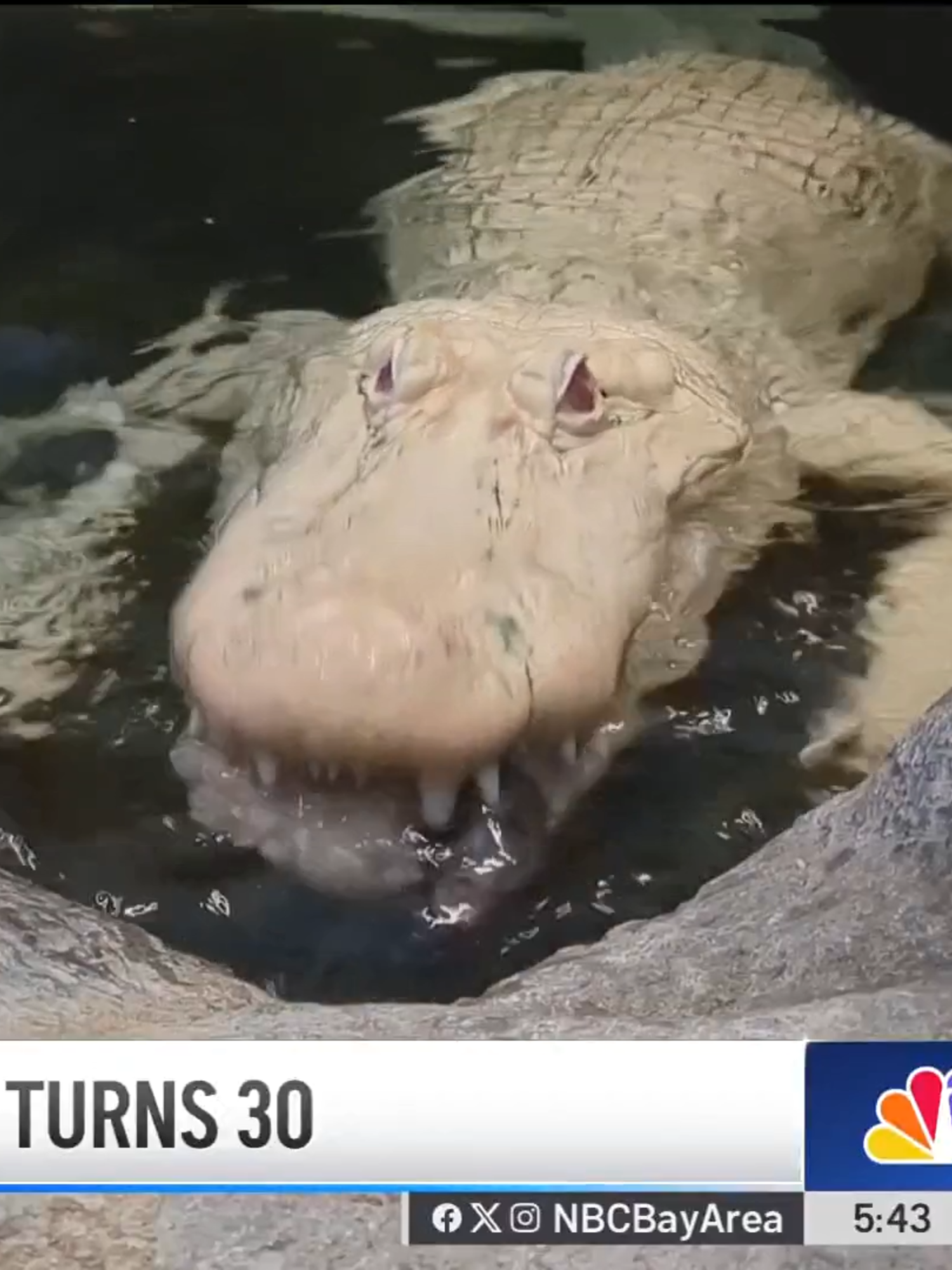 California Academy of Sciences albino alligator Claude turns 30. #alligators #animals #bayarea #california