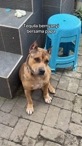 Ft rumah berantakan krn banjir wkwkwk tp mereka tetap bernyanyi🤙🏻 #graythepitties #pitbullsoftiktok #balipitbulllover #balipitbull #gswbullskennel 