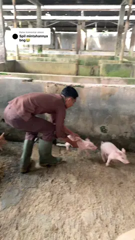 Membalas @alwan layaknya anak kicik yang takut di suntik bang😭#fyp #foryoupage #fyppppppppppppppppppppppp #kesehatanhewan #paramedikveterinerindonesia 