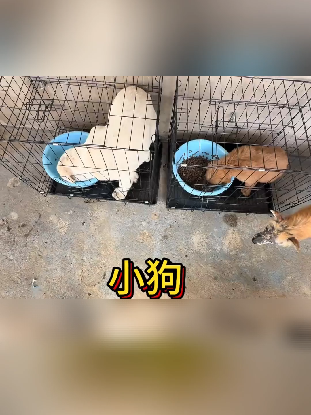 Mở Hộp 2 Chú Cún Golden & Labrador Mua Online #xuhuong #fyp #kienthuc