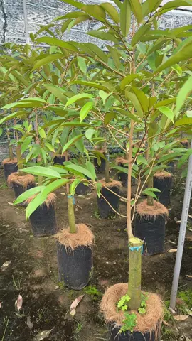 0898422115@Trung Tâm Cây Giống @Trung Tâm Cây Giống @Trung Tâm Cây Giống @Trung Tâm Cây Giống @Trung Tâm Cây Giống 