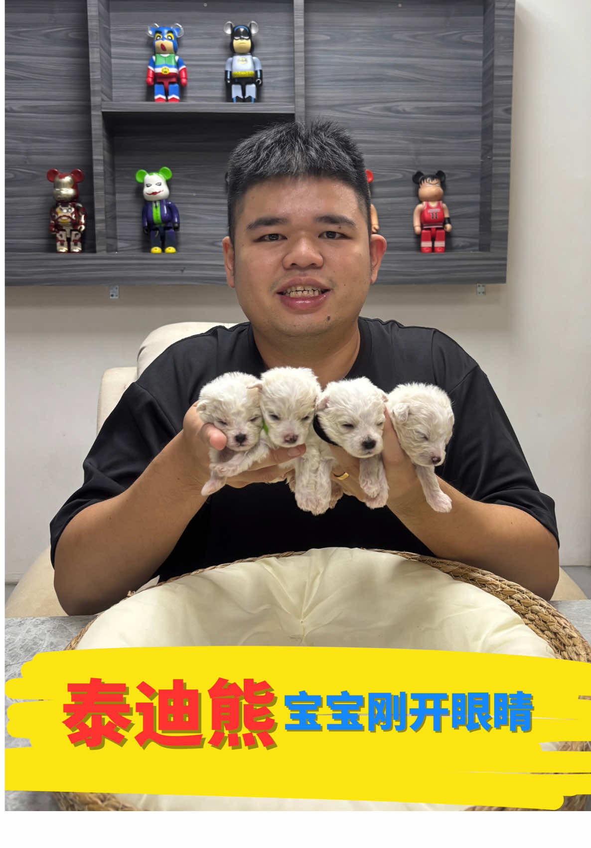 🇲🇾🇸🇬刚开眼睛的泰迪熊宝宝🐶 小眼睛刚刚睁开，世界对它来说都是新奇的～ 一眨一眨的小眼神，像在问： “你好呀，这是我的新世界吗？” ✨ 每一刻都值得被记录，太治愈啦！ #马来西亚宠物店 #马来西亚宠物 #宠物店 #泰迪熊 