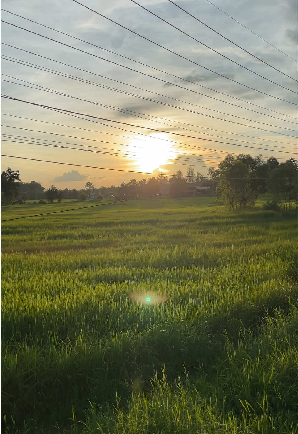 🩶#เธรดเพลง #fyp #ยืมลงสตอรี่ได้ #สตอรี่ตามทุ่งนา🌾🌾 #เธรดอีสาน 