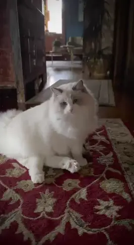 Так вот как коты размножаются 🙀