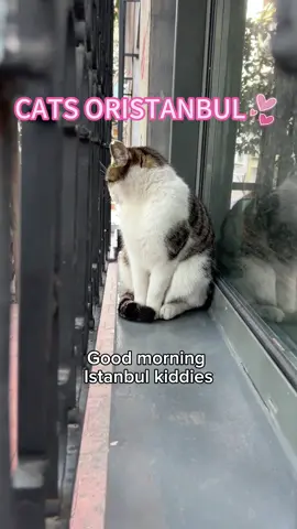 The soul of lstanbul cats 🐈💕 #Cat #kitty #fyp #catlover #catsoftiktok 