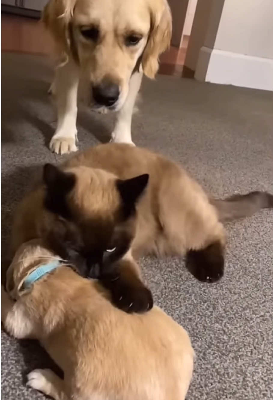 Cat and dog friendship 🥰🥰#dog #cat #friends #cute #Love #bestfriend #friendship #dogsoftiktok #catsoftiktok #foryou #usa🇺🇸 